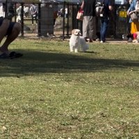 キョロキョロするピコちゃん