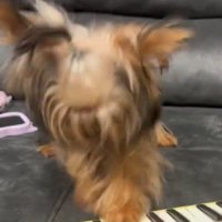 高速で鍵盤を押して音を鳴らす犬