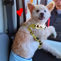 嬉しそうに振り返る犬