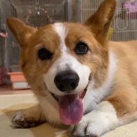 ニコニコ