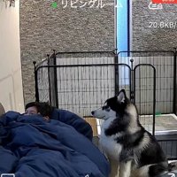 ガン見し続けるアイスくん