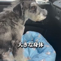 車内のベッドに座る犬
