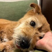飼い主の手の上に頭を乗せる犬