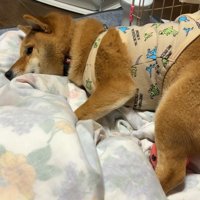 横になってしまいました！