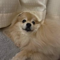 ひょっこり