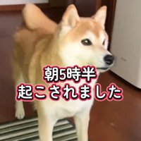 声をあげながら飼い主に近づく犬