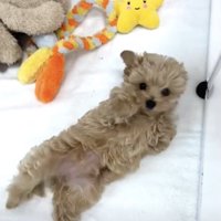 お見事なへそ天