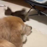 頭の上をピョン