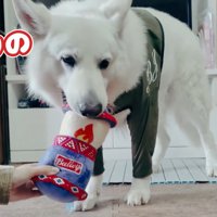 BJ くんに「お風呂入る？」と聞いたら2