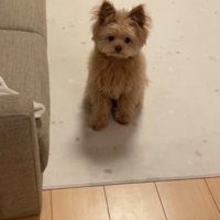 ハッピーちゃんの伏せ2