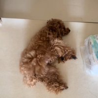 足を上げる犬