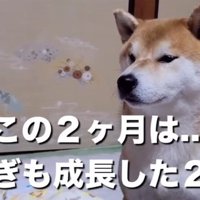 成長したこむぎ君
