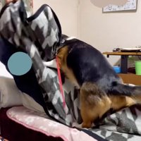 暴れるさらんちゃん