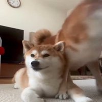 呆然とする犬1