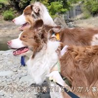川辺に立つ2頭の犬
