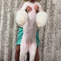 同じわんことは思えない！！