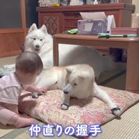 赤ちゃんとも仲直り！