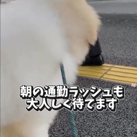 お姉さんを迎えに来たボンドくん3