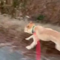 走れるまでに回復！！