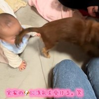 実家のワンコの洗礼を受ける赤ちゃん8