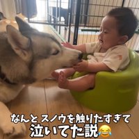 赤ちゃんの手を舐める犬