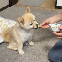 おばあちゃんからきゅうりを貰う犬