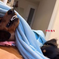 2匹の犬1