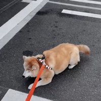 唐突な伏せ
