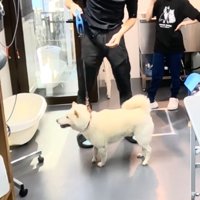 お店の中で立ち止まる犬