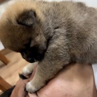 受け入れるパパ