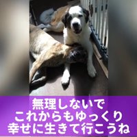 寄り添ってくつろぐ大型犬と後輩犬