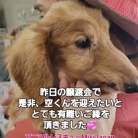 抱っこされる犬の横顔