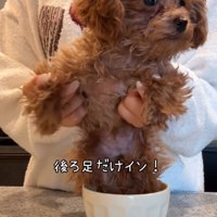 足だけ入った子犬