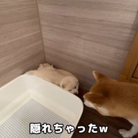 隙間に隠れる3匹