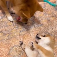 落としたおもちゃをくわえる小型犬