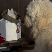 ルークくんをお散歩に誘った時の行動4