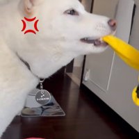 パンチするおもちゃVSだい吉くん4