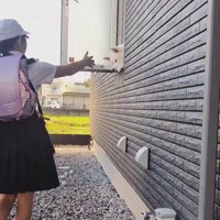 秋田犬のお見送りとお出迎え