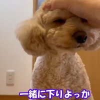 「ごめんね」とナデナデ