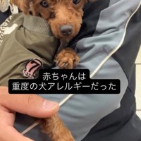 男性の腕の中で丸まる犬