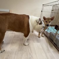 ハクちゃんとまるこちゃんが対面