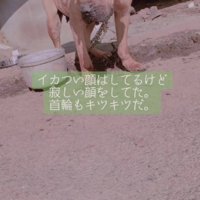 発見当時はボロボロだった