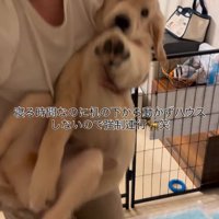 男性に抱き抱えられて、じっとしている子犬