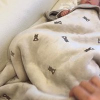 ブランケットをめくろうとする飼い主