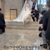 祭壇の階段を上る犬