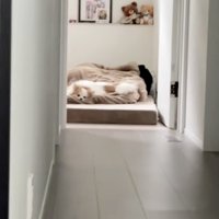 一方、微動だにしない実家のワンコ