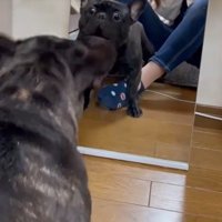 鏡で自分の姿を見た秀吉くん5