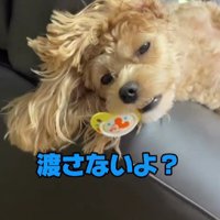 「これは私の！！」