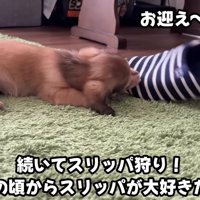 スリッパをガジガジ！！