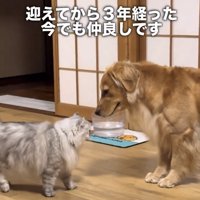 鼻を近づける犬と猫